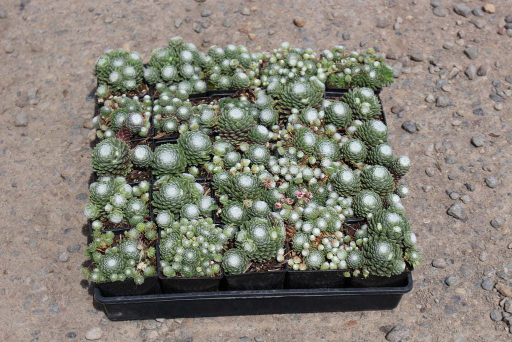 Sempervivum arachnoideum 'Forest Frost'