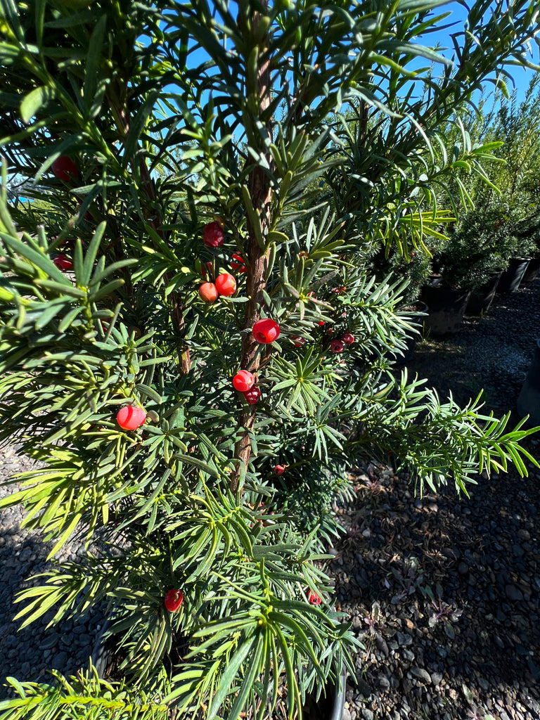 Taxus x m. 'Hicksii' (CG)