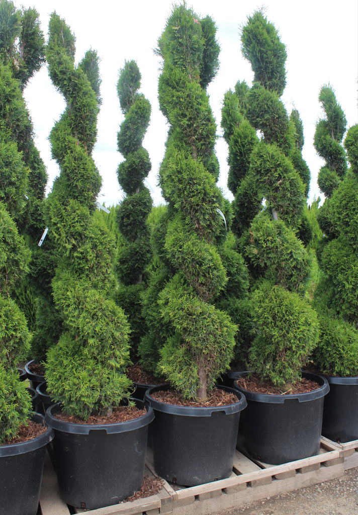 Thuja occ. 'Emerald Green', Spiral (BBP)