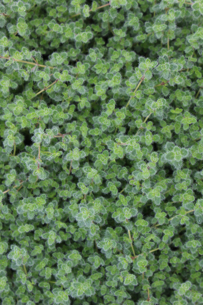 Thymus pseudolanuginosus (Wooly)