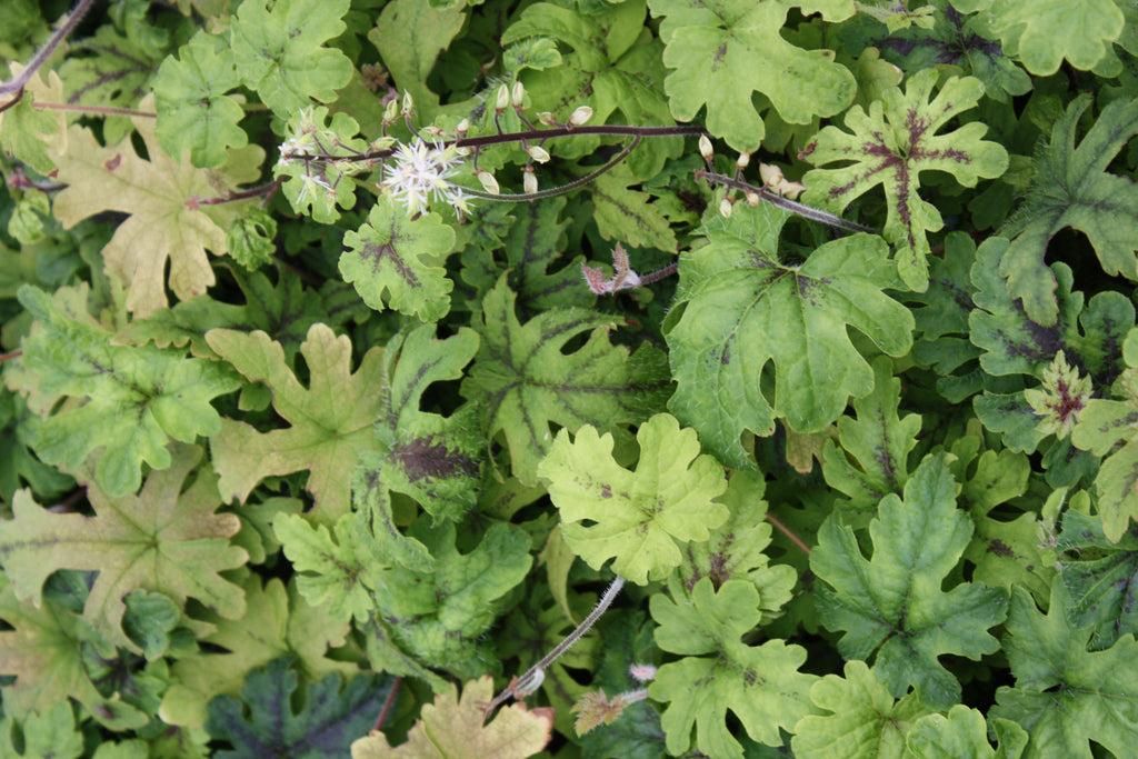 Tiarella 'Oregon Trail' PPAF