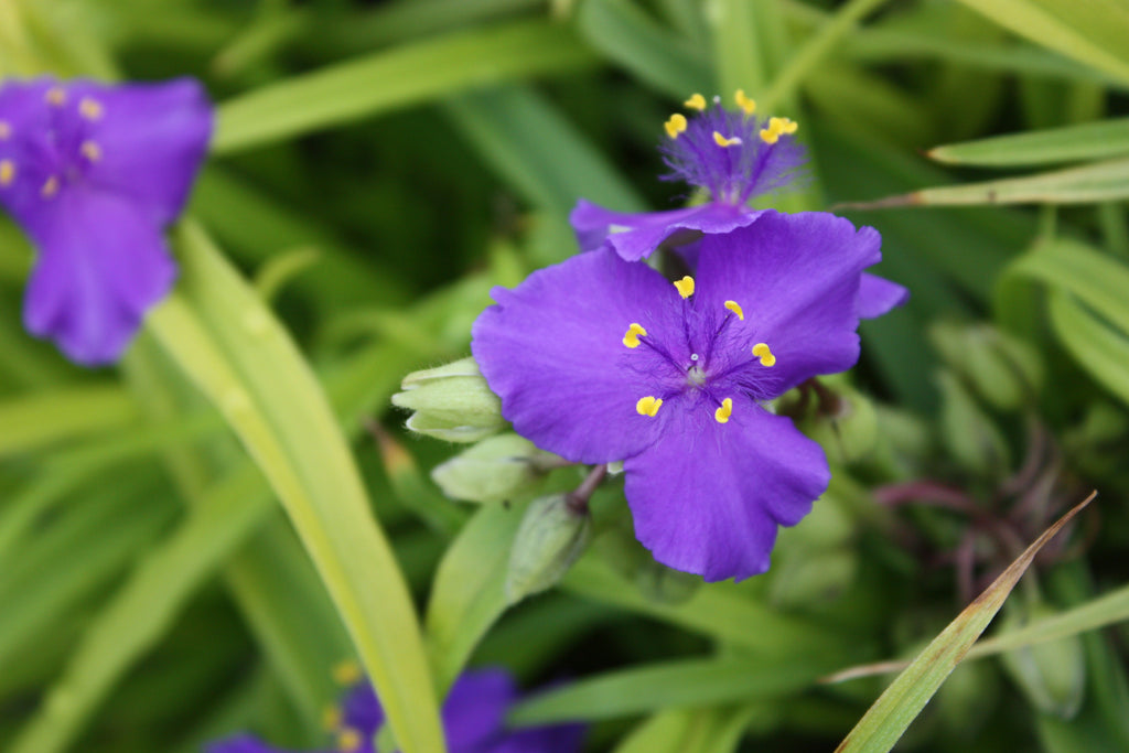 Tradescantia 'Lucky Charm' PPAF