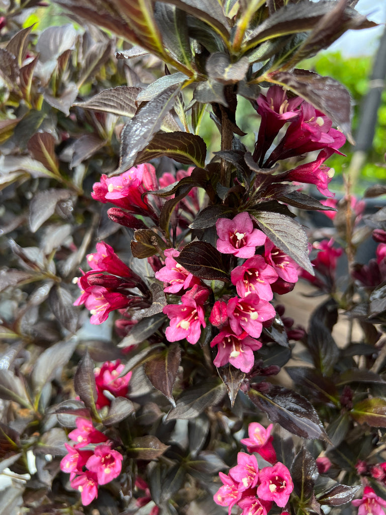 Weigela f. 'Spilled Wine'® PW PP23781