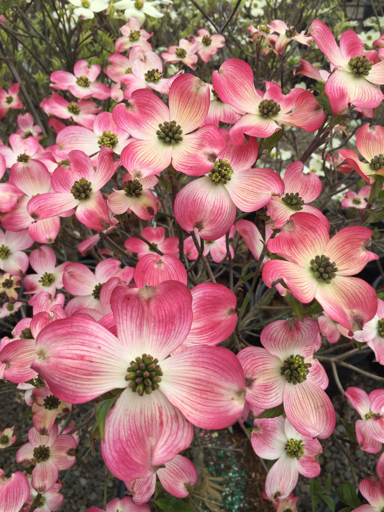 Cornus fl. 'Cherokee Brave' (rosy red) (BBP)